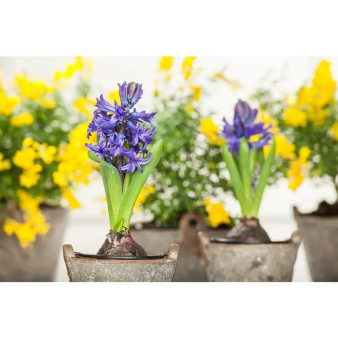 Piardino Frühlingsblumenzwiebeln Hyazinthe - Hyacinthus orientalis, Farben gemischt - Nahaufnahme von Hyazinthen in Töpfen, leuchtend blau und grüne Blätter, mit gelben Blumen im Hintergrund.