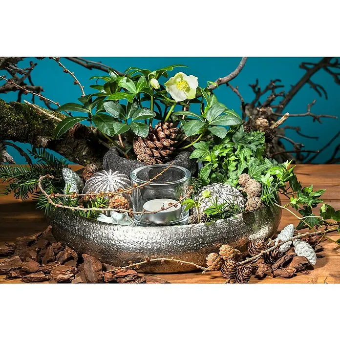 Piardino ChristroseHelleborus niger, Topfgröße: 12 cm, Weiß - Festliche Tischdekoration mit silberner Schale, Christrosen, Tannenzapfen, Kugeln und Kerze für eine stimmungsvolle Adventszeit.