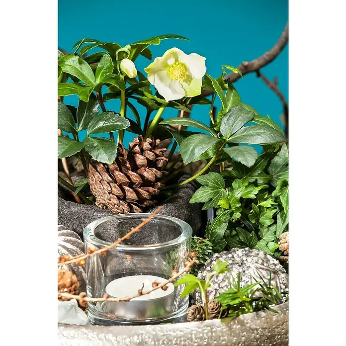 Piardino ChristroseHelleborus niger, Topfgröße: 12 cm, Weiß - Dekorative Wintergestecke mit Christrose, Kerze im Glas und Tannenzapfen auf einem silbernen Untergrund vor blauem Hintergrund.