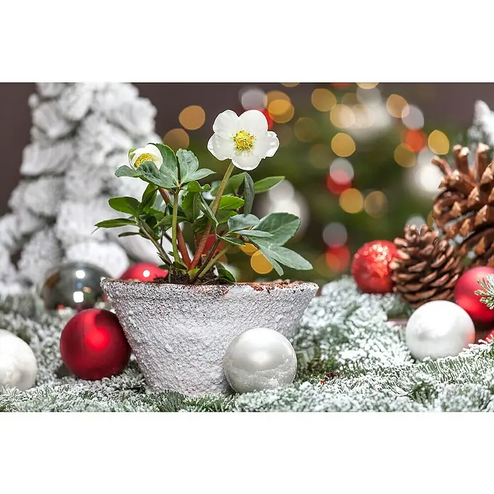 Piardino ChristroseHelleborus niger, Topfgröße: 12 cm, Weiß - Weihnachtliche Dekoration mit einer Christrose im Topf, umgeben von Kugeln, Tannenzweigen und Zapfen, ideal für festliche Stimmung.