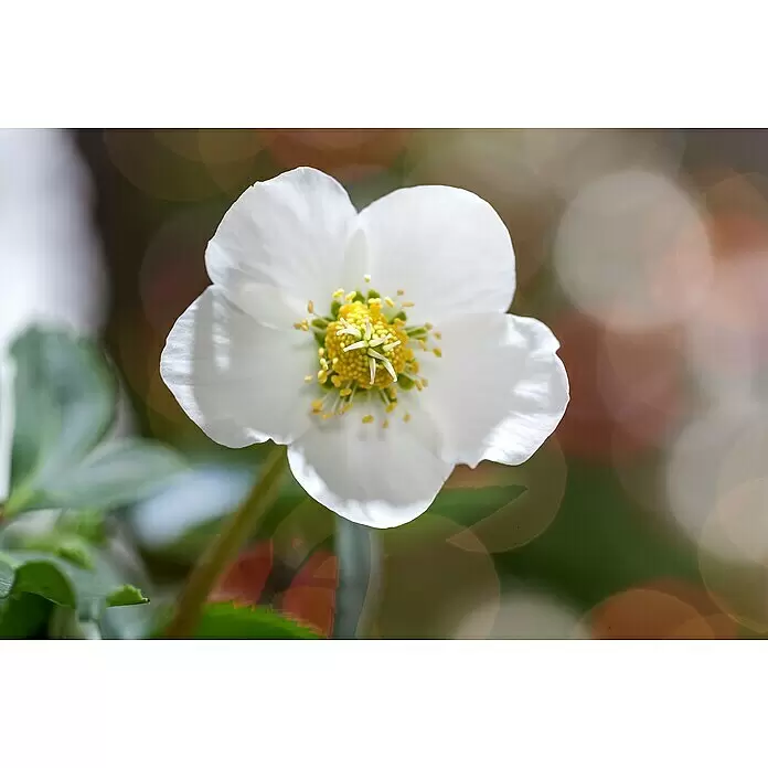 Piardino Christrose - Helleborus niger 'Christmas Carol' ®, Topfgröße: 12 cm, Weiß - Eine weiße Blume mit leuchtend gelben Staubblättern und einem hellgrünen Stempel in der Mitte, blühend in natürlicher Umgebung.