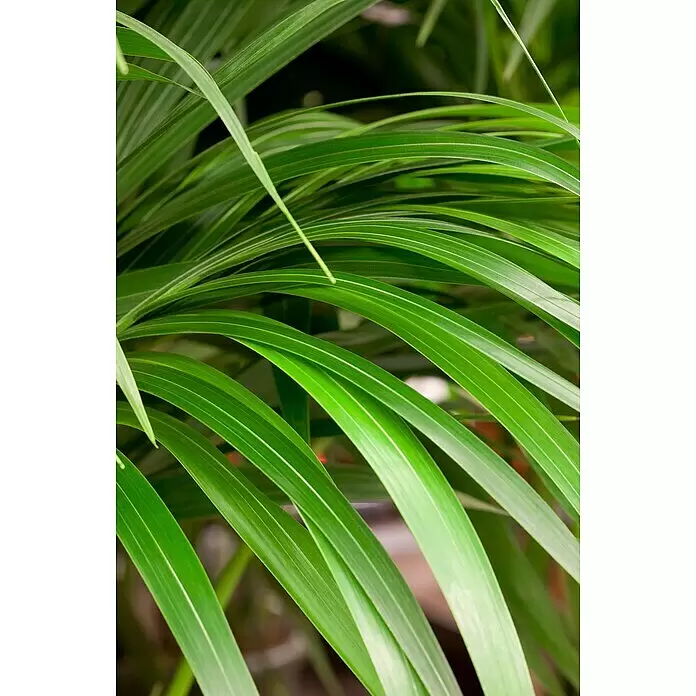Piardino Kentiapalme mit 3-4 Tuffs - Howea forsteriana, Topfgröße: 24 cm - Nahaufnahme von hellgrünen, schlanken Pflanzenblättern mit natürlicher Textur. Ein lebendiges botanisches Element.