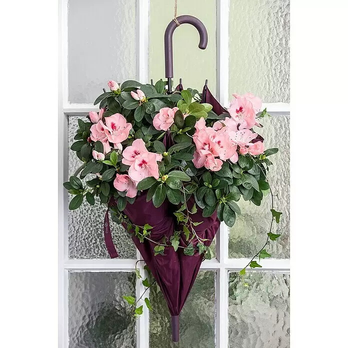 Piardino Zimmerazalee verschiedene Sorten - Rhododendron simsii, Topfgröße: 13 cm, Rosa/Rot/Weiß - Stimmungsaufnahme