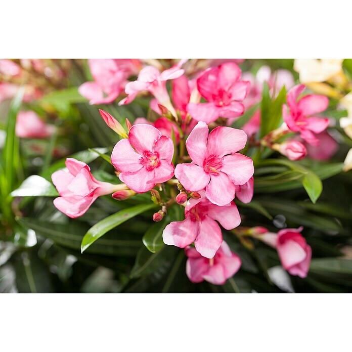 Nerium oleander Stamm 30 rosa