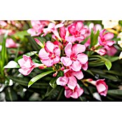 Nerium oleander Stamm 30 rosa