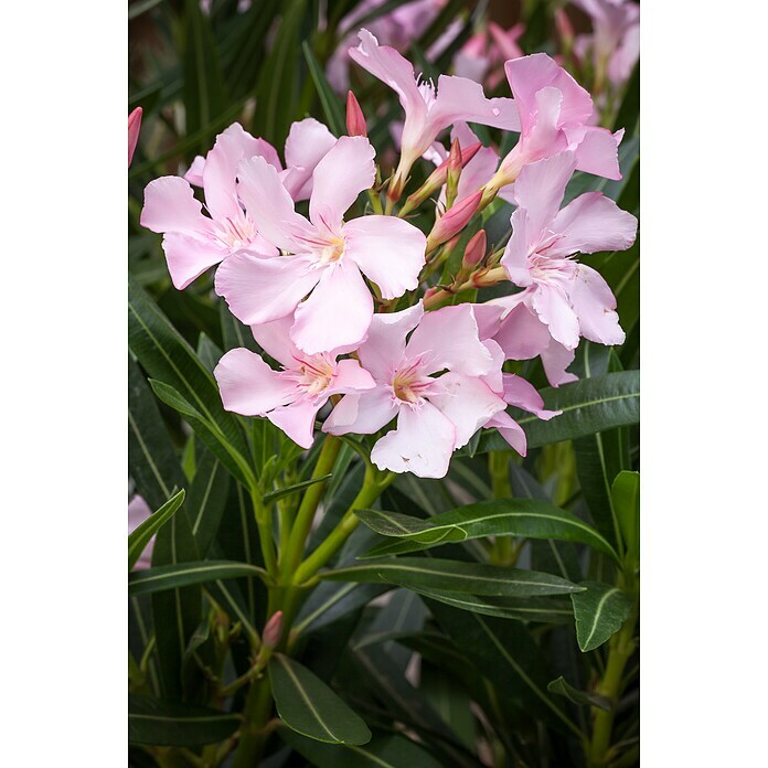 Nerium oleander Stamm 30 rosa