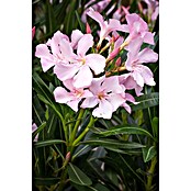 Nerium oleander Stamm 30 rosa