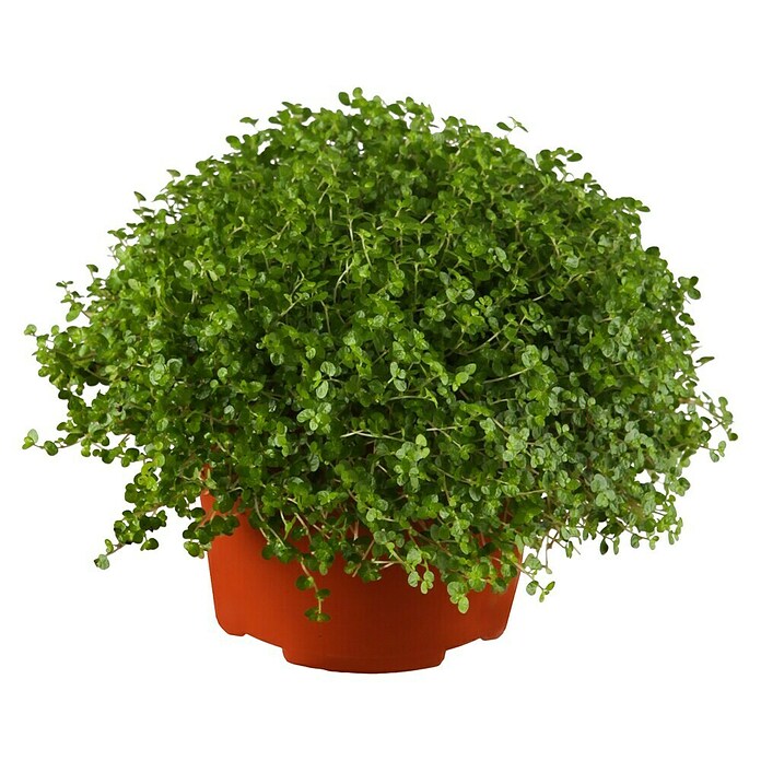 Piardino Soleirolia soleirolii (Soleirolia soleirolii, Tamaño de maceta: 13 cm) | BAUHAUS