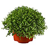 Piardino Soleirolia soleirolii (Soleirolia soleirolii, Tamaño de maceta: 13 cm) | BAUHAUS