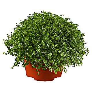 Piardino Soleirolia soleirolii (Soleirolia soleirolii, Tamaño de maceta: 13 cm)