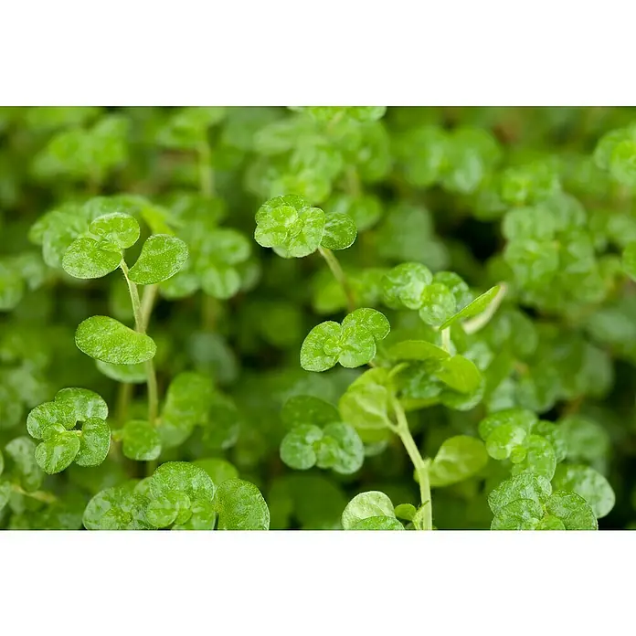 Piardino Soleirolia soleirolii - Soleirolia soleirolii, Tamaño de maceta: 12 cm - Primer plano de Jenny rastrera verde fresca. Sus pequeñas hojas redondas crean una densa alfombra verde.