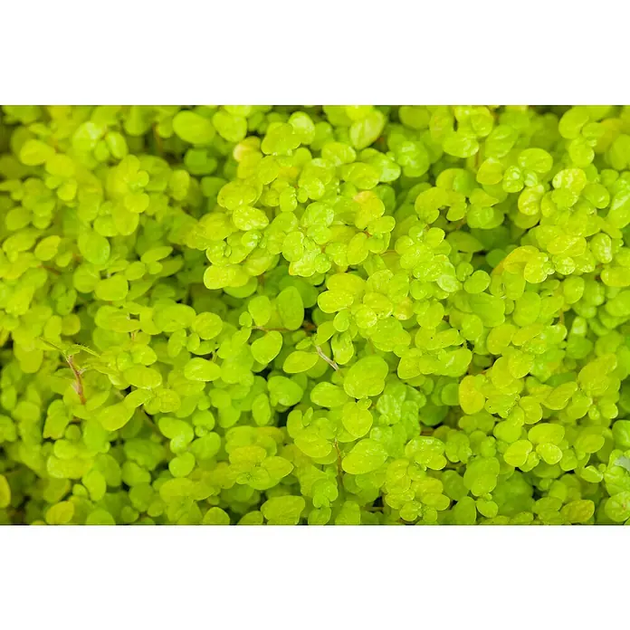 Piardino Soleirolia soleirolii - Soleirolia soleirolii, Tamaño de maceta: 12 cm - Primer plano de pequeñas hojas redondas de color verde brillante que forman una cubierta vegetal densa y exuberante.