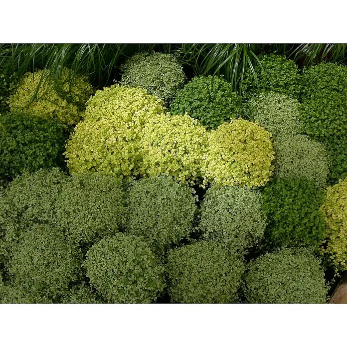 Piardino Soleirolia soleirolii - Soleirolia soleirolii, Tamaño de maceta: 12 cm - Primer plano de diversas plantas de tapiz con un follaje exuberante, verde y amarillo, creando una superficie densa y texturizada.