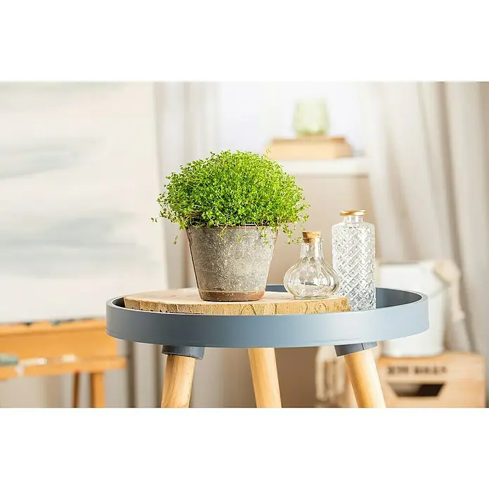 Piardino Soleirolia soleirolii - Soleirolia soleirolii, Tamaño de maceta: 12 cm - Primer plano de una planta en maceta sobre una mesa auxiliar con botellas de vidrio decorativas, mostrando una serena escena interior.