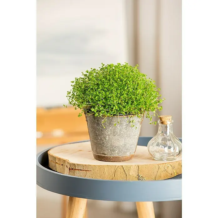 Piardino Soleirolia soleirolii - Soleirolia soleirolii, Tamaño de maceta: 12 cm - Una maceta decorativa con una planta verde sobre una mesa de madera, junto a una pequeña botella de vidrio, crea una decoración idílica y natural.