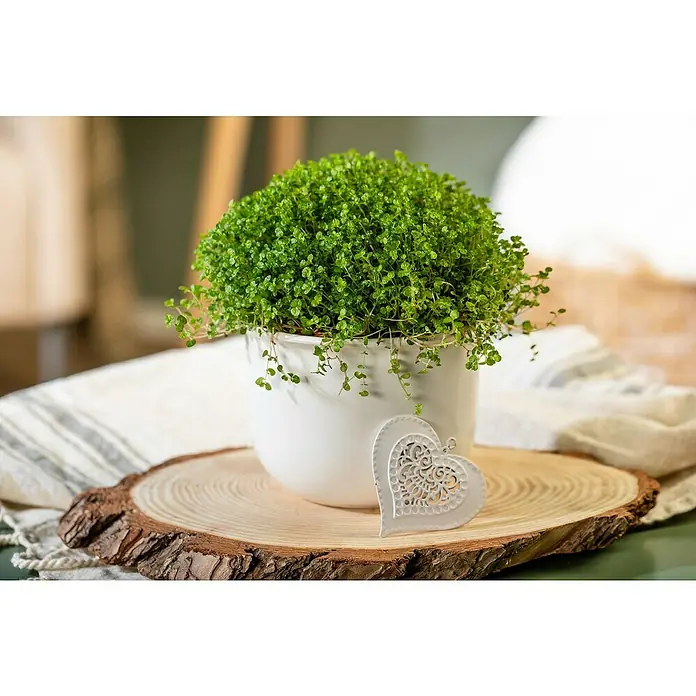 Piardino Soleirolia soleirolii - Soleirolia soleirolii, Tamaño de maceta: 12 cm - La planta Baby's Tears en una maceta se presenta con cariño con un corazón decorativo sobre una rodaja de madera con un paño de tela.