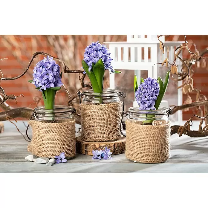 Piardino Frühlingsblumenzwiebeln in Schale - verschiedene Arten & Sorten, Topfgröße: 19 cm - Drei lila Hyazinthen in mit Jute umwickelten Glasgefäßen, als Frühlingsdekoration auf einer Holzoberfläche arrangiert.