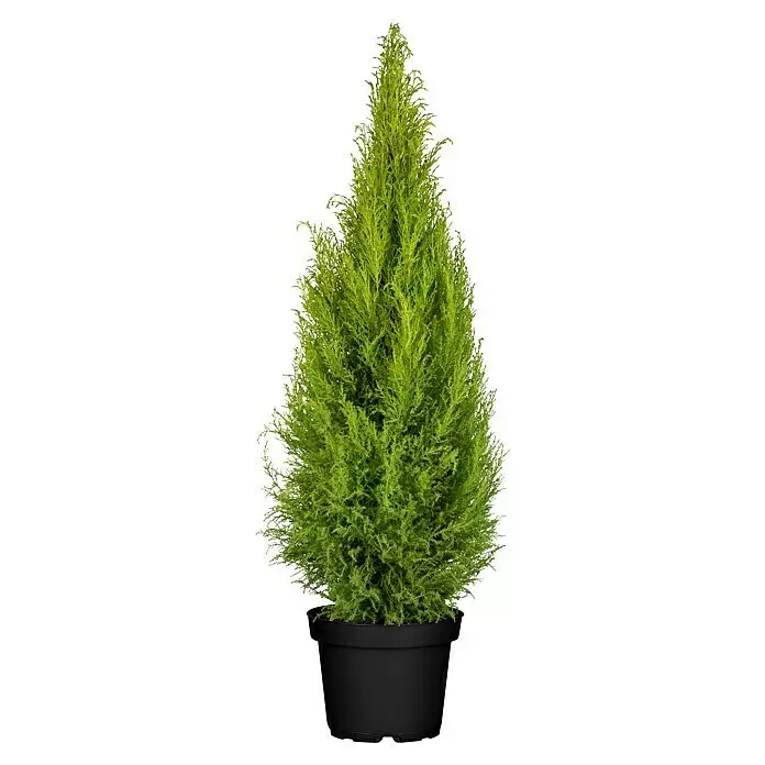 Piardino ZimmerzypresseCupressus macrocarpa 'Goldcrest', Topfgröße: 21 cm