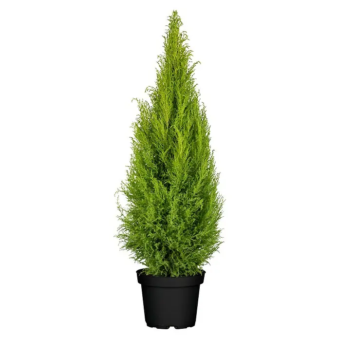Piardino Ciprés Goldcrest Wilma - Cupressus macrocarpa 'Goldcrest', Tamaño de maceta: 21 cm - Planta de ciprés verde en una maceta. La planta es densa y cónica, ideal para uso interior y exterior, y añade un toque de naturaleza a cualquier espacio.