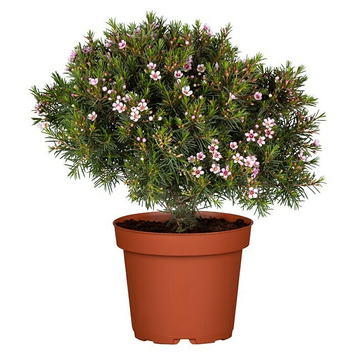 Chamaelaucum 17 knospig