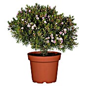 Chamaelaucum 17 knospig
