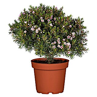 Piardino Wachsblume (Chamelaucium uncinatum, Topfgröße: 17 cm)