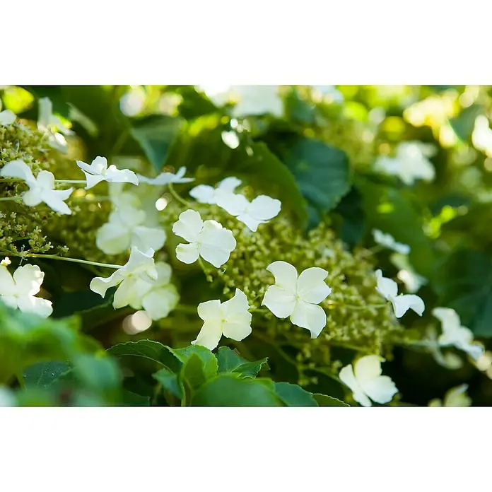 Piardino KletterhortensieHydrangea petiolaris, Topfgröße: 23 - Eine Nahaufnahme von weißen Hortensienblüten mit grünen Blättern. Die Blütenblätter sind zart und die Szene ist hell und sommerlich.