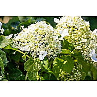 Piardino Kletterhortensie (Hydrangea petiolaris, Topfgröße: 23)