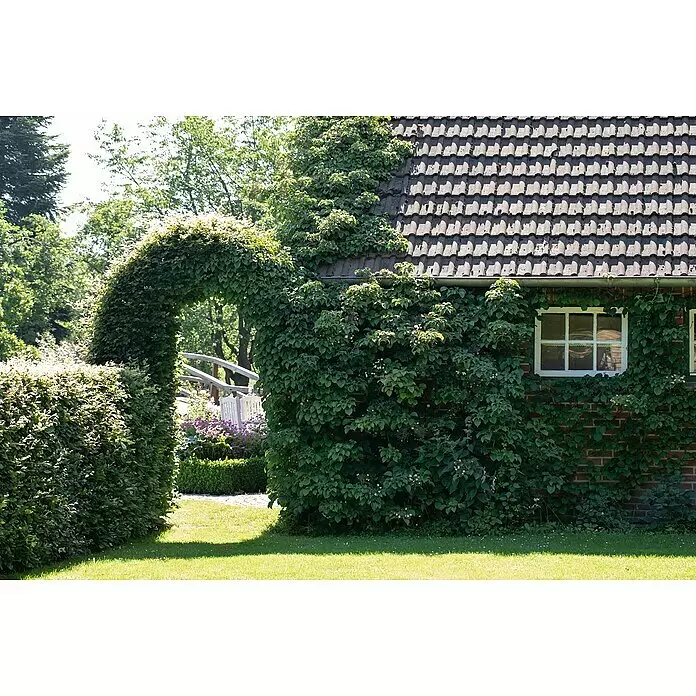 Piardino Kletterhortensie - Hydrangea petiolaris, Topfgröße: 23 - Stimmungsaufnahme
