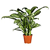 Aglaonema commutatum17 i.S. gem.