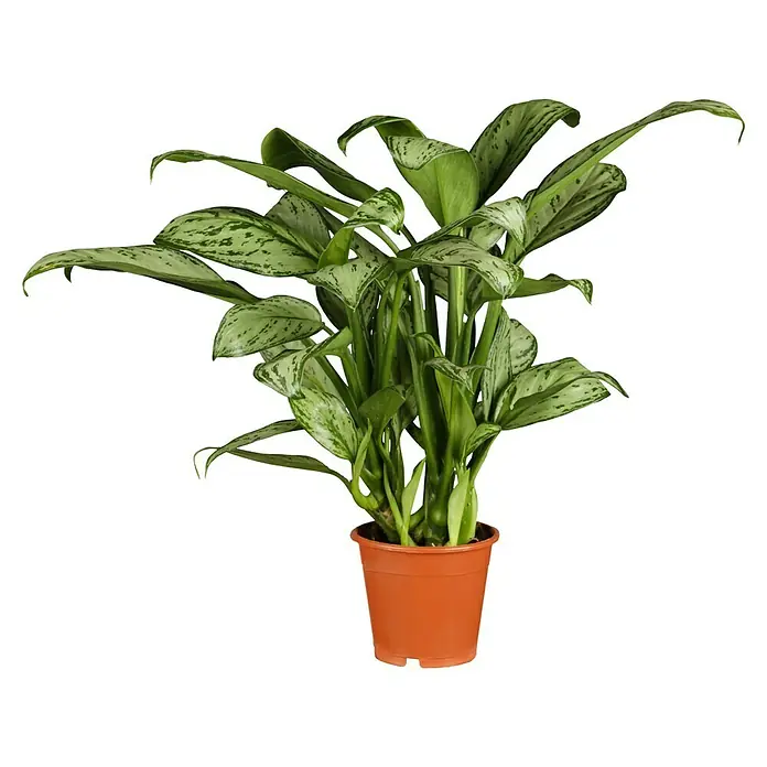 Piardino Kolbenfaden - Aglaonema commutatum in Sorten, Topfgröße: 17 cm - Die Aglaonema 'Silver Bay' Zimmerpflanze in ihrem Terrakotta-Topf ist eine attraktive und pflegeleichte Dekoration für jedes Zuhause.