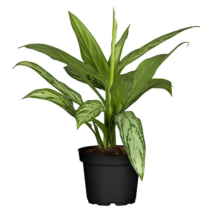 Piardino Kolbenfaden - Aglaonema commutatum in Sorten, Topfgröße: 17 cm - Zimmerpflanze 'Aglaonema Silver Bay' in einem schwarzen Topf, die sich durch ihre grünen Blätter mit silbrigem Muster auszeichnet.
