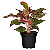 Aglaonema commutatum17 i.S. gem.