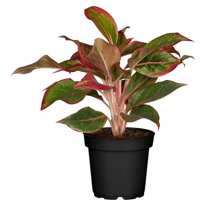 Piardino Kolbenfaden - Aglaonema commutatum in Sorten, Topfgröße: 17 cm - Hübsche Aglaonema-Pflanze im Topf, mit leuchtend roten und grünen Blättern, die jede Räumlichkeit optisch aufwertet.