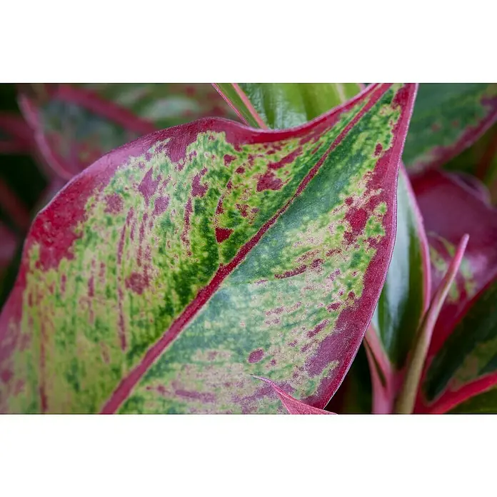 Piardino Kolbenfaden - Aglaonema commutatum in Sorten, Topfgröße: 17 cm - Nahaufnahme eines auffälligen Aglaonema-Blattes mit roten Rändern und grün gesprenkelten Mustern, das die natürliche Schönheit der Pflanze hervorhebt.