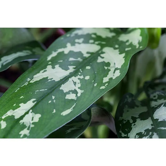 Piardino Kolbenfaden - Aglaonema commutatum in Sorten, Topfgröße: 17 cm - Nahaufnahme eines gefleckten Blattes einer Dieffenbachie, das die einzigartige Musterung und grüne Farbe der Zimmerpflanze hervorhebt.