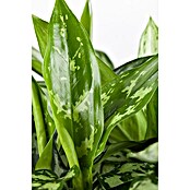 Aglaonema commutatum17 i.S. gem.