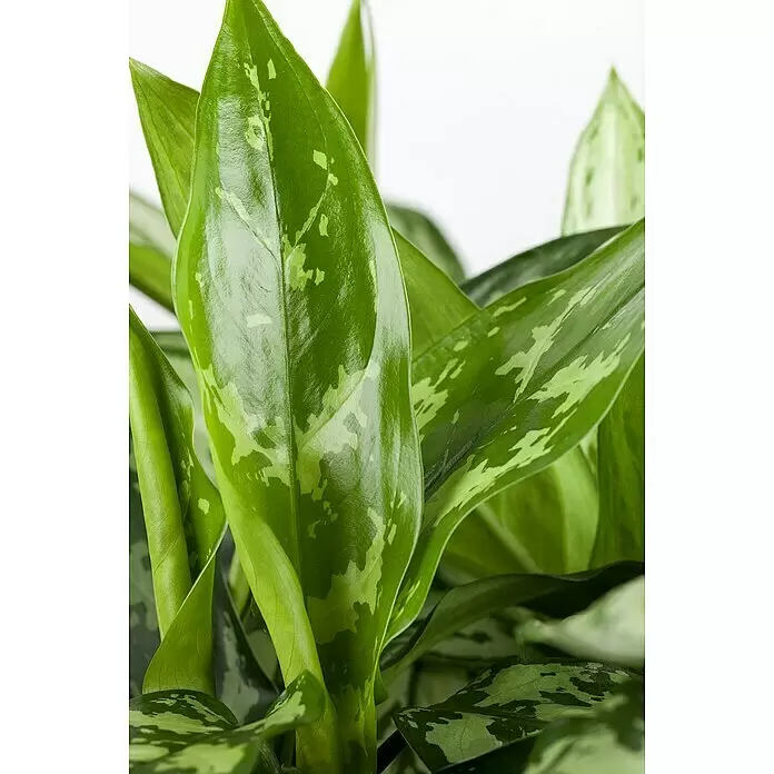 Piardino Kolbenfaden - Aglaonema commutatum in Sorten, Topfgröße: 17 cm - Nahaufnahme einer grünen Zimmerpflanze mit glänzenden, panaschierten Blättern und hellgrünen Mustern.