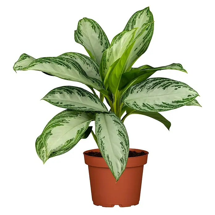 Piardino Kolbenfaden - Aglaonema commutatum in Sorten, Topfgröße: 17 cm - Die Aglaonema Silver Bay Zimmerpflanze im Terrakotta-Topf, mit ihren silber-grünen Blättern, ist ein Blickfang für jedes Zuhause.