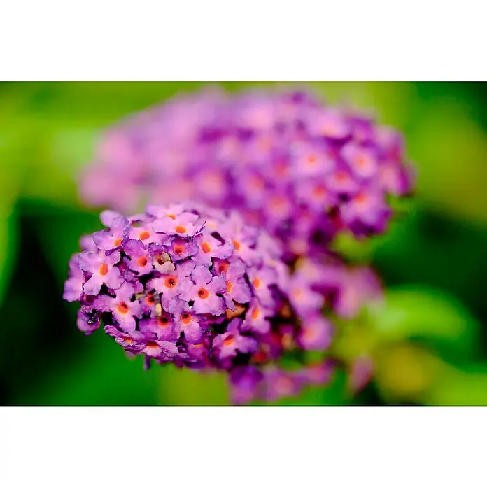 Piardino Sommerflieder - Buddleja davidii in Sorten, Topfgröße: 12 cm, Sortenabhängig - Nahaufnahme eines lila Schmetterlingsflieders mit kleinen orangefarbenen Akzenten vor einem unscharfen grünen Hintergrund.