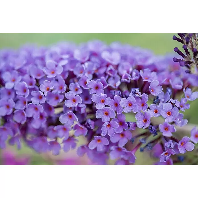 Piardino Sommerflieder - Buddleja davidii in Sorten, Topfgröße: 12 cm, Sortenabhängig - Detailaufnahme