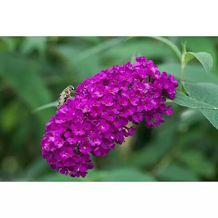 Piardino Sommerflieder - Buddleja davidii in Sorten, Topfgröße: 12 cm, Sortenabhängig - Detailaufnahme