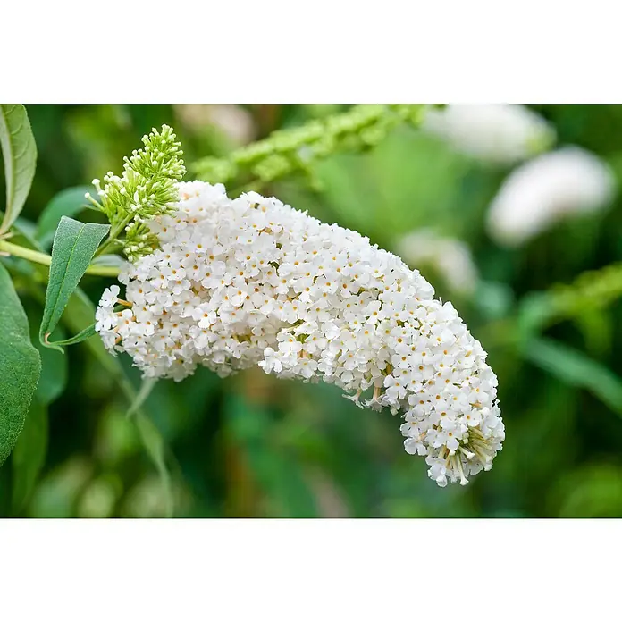 Piardino Sommerflieder - Buddleja davidii in Sorten, Topfgröße: 12 cm, Sortenabhängig - Nahaufnahme der üppigen, weißen Blüten einer Schmetterlingsflieder-Sorte, die mit zarten, gelben Akzenten verziert sind und in voller Pracht blühen.