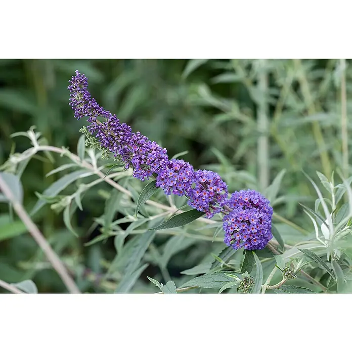 Piardino Sommerflieder - Buddleja davidii in Sorten, Topfgröße: 12 cm, Sortenabhängig - Nahaufnahme einer blühenden Schmetterlingsflieder-Pflanze mit lila Blüten und grünen Blättern, die eine natürliche Schönheit zeigt.