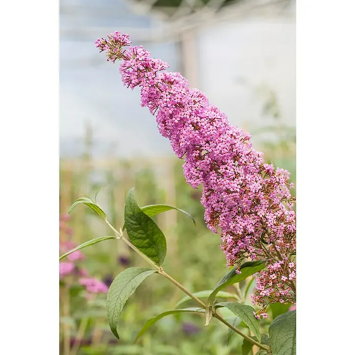 Piardino SommerfliederBuddleja davidii in Sorten, Topfgröße: 12 cm, Sortenabhängig - Nahaufnahme einer blühenden Schmetterlingsflieder 'Miss Ruby' mit ihren leuchtend rosa Blüten und grünen Blättern.