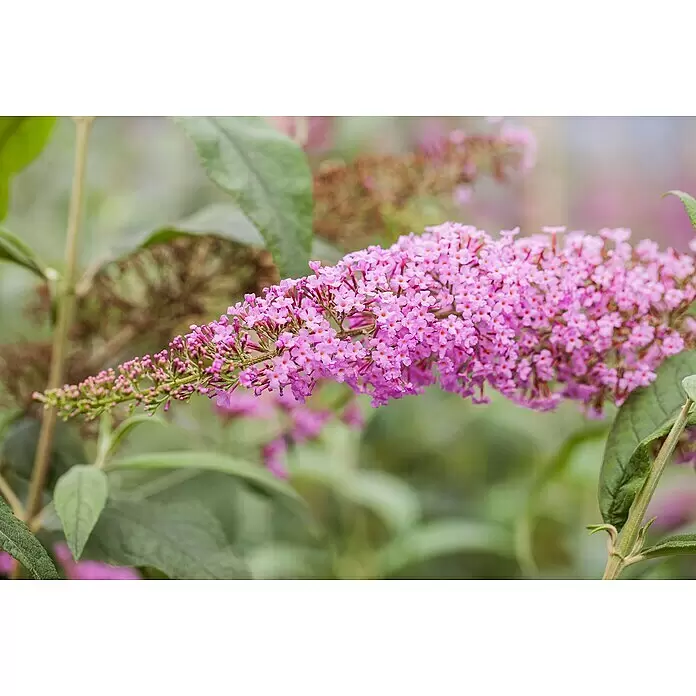 Piardino Sommerflieder - Buddleja davidii in Sorten, Topfgröße: 12 cm, Sortenabhängig - Detailaufnahme