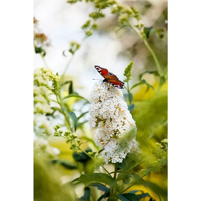 Piardino Sommerflieder - Buddleja davidii in Sorten, Topfgröße: 12 cm, Sortenabhängig - Ein farbenprächtiger Schmetterling ruht auf einer Rispe weißer Blüten, umgeben von grünen Blättern, ein Symbol für die Schönheit der Natur.