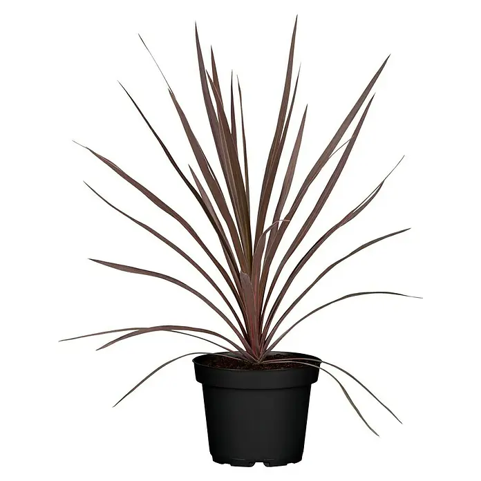 Piardino Keulenlilie - Cordyline australis 'Red Star', Topfgröße: 17 cm, Weiß - Die Cordyline australis 'Red Star' im Topf, eine auffällige Pflanze mit ihren rotbraunen, schwertförmigen Blättern, die jedem Raum einen Hauch von Farbe verleiht.