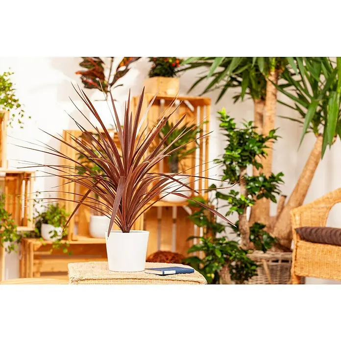 Piardino Keulenlilie - Cordyline australis 'Red Star', Topfgröße: 17 cm, Weiß - Diese Aufnahme zeigt eine Zimmerpflanze mit langen, braunen Blättern in einem weißen Topf, platziert auf einem kleinen Tisch mit Deko.