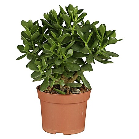 Árbol de jade (Crassula spp)